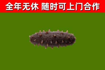 丰县烟酒回收干海参.jpg